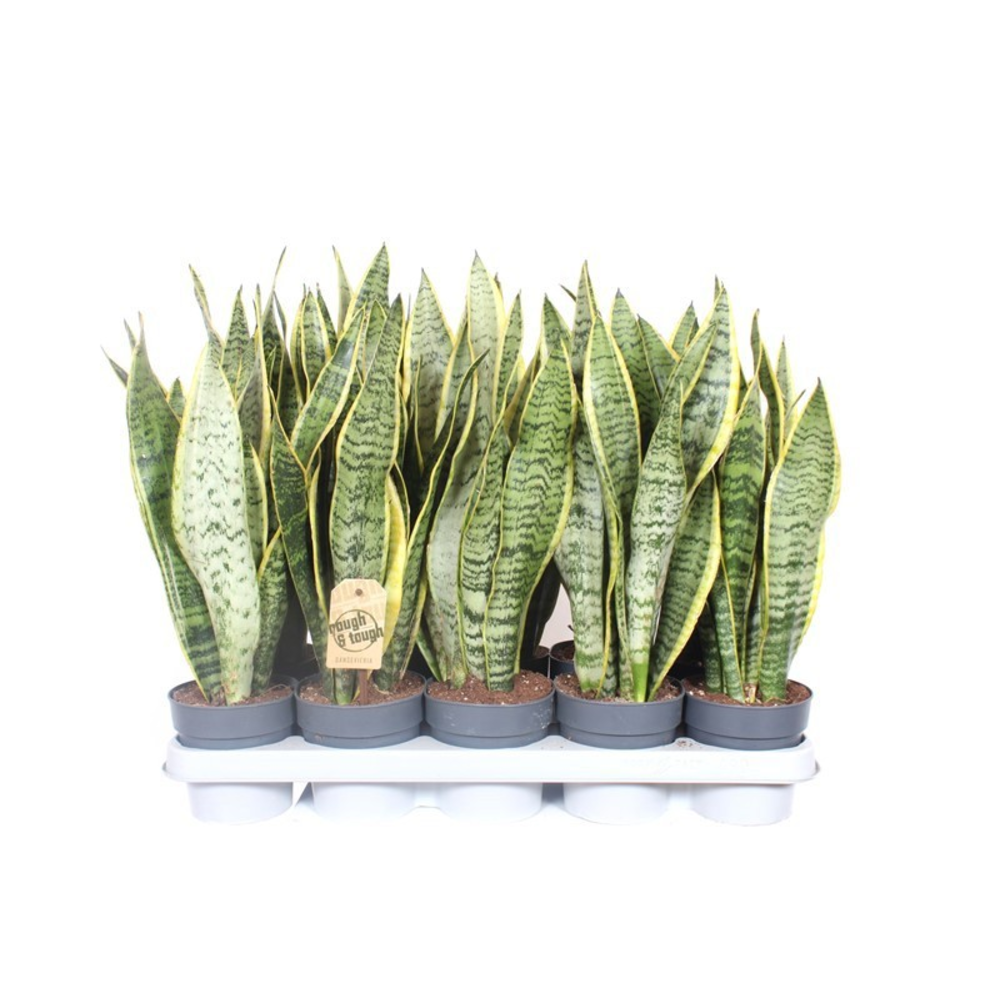 Sansevieria Laurentii XL.