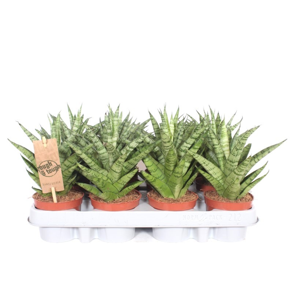 Sansevieria Tough Lady.