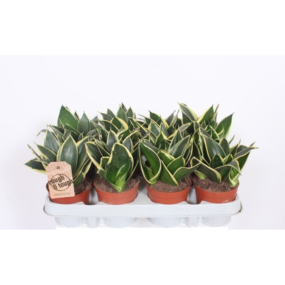 Sansevieria Lotus Hahni.