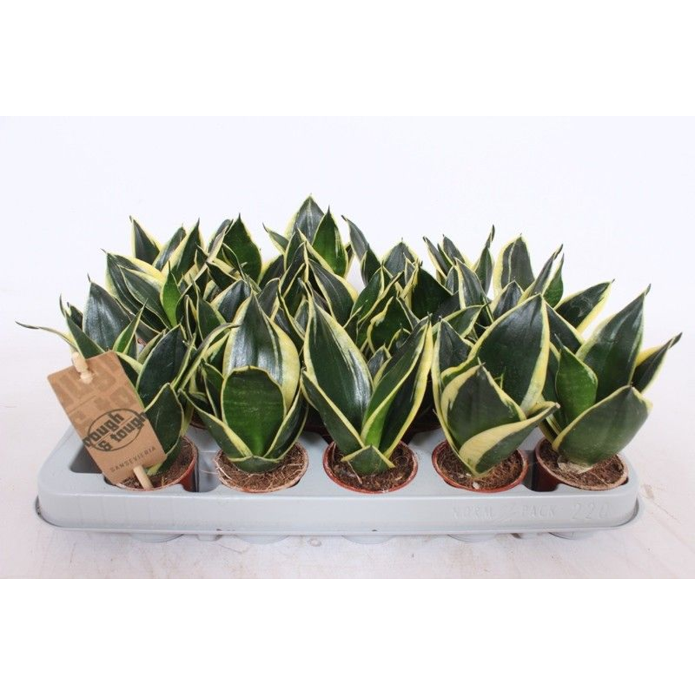 Sansevieria Lotus Hahni.