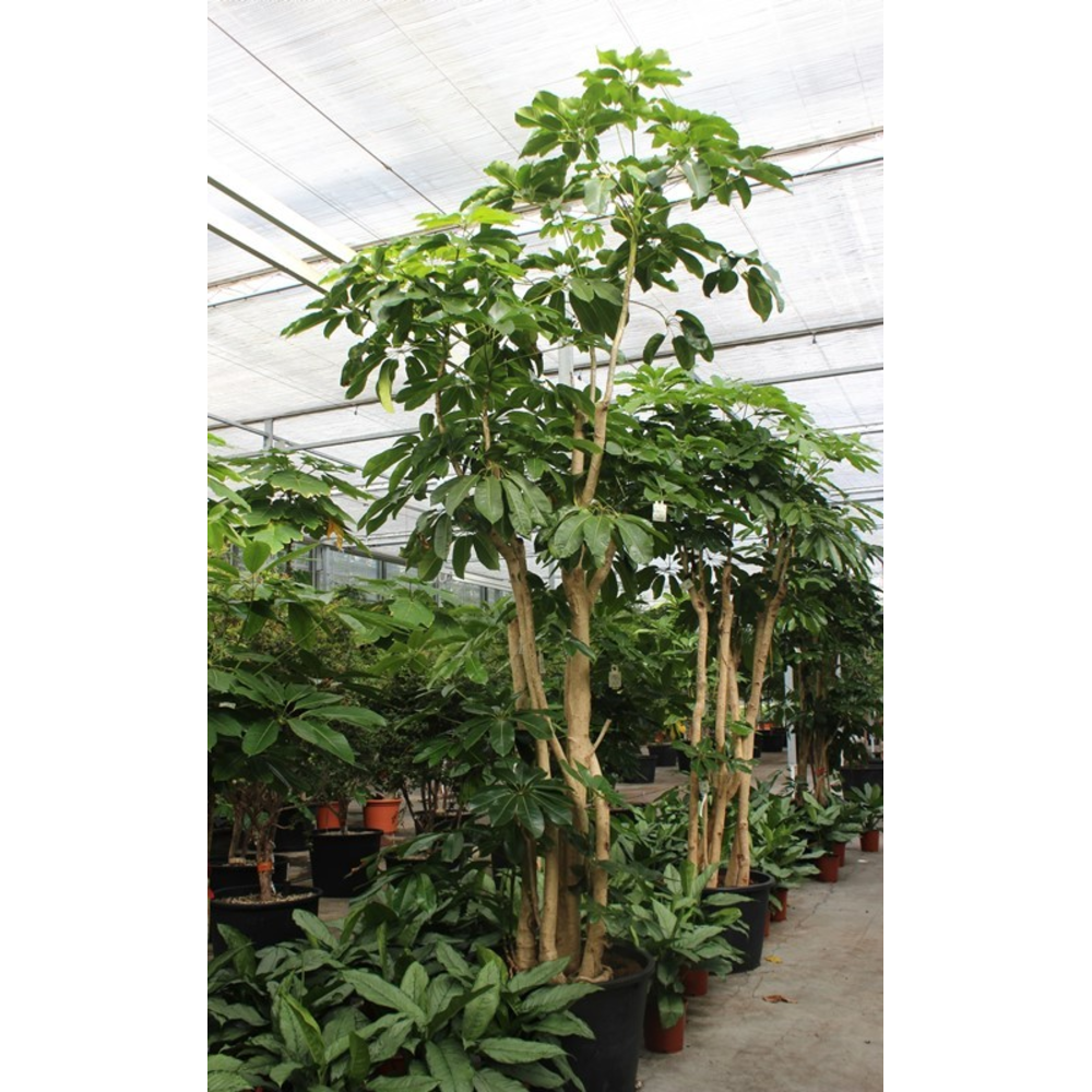 Schefflera actinophylla 'Amate’.