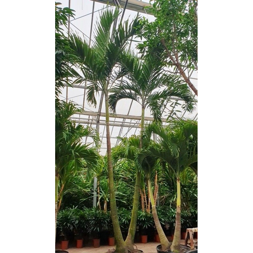 Veitchia merrillii 2pp.