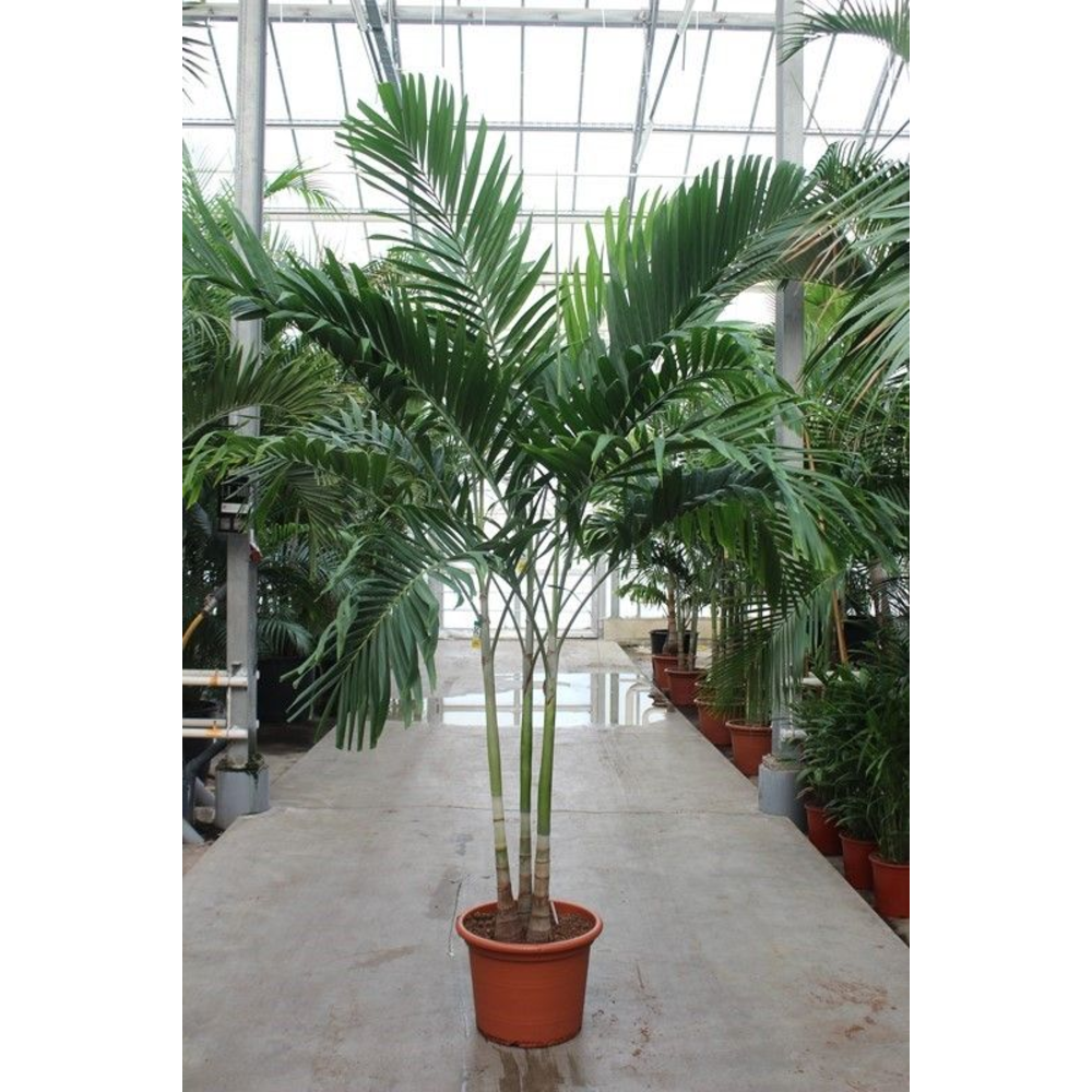 Veitchia merrillii 3pp.