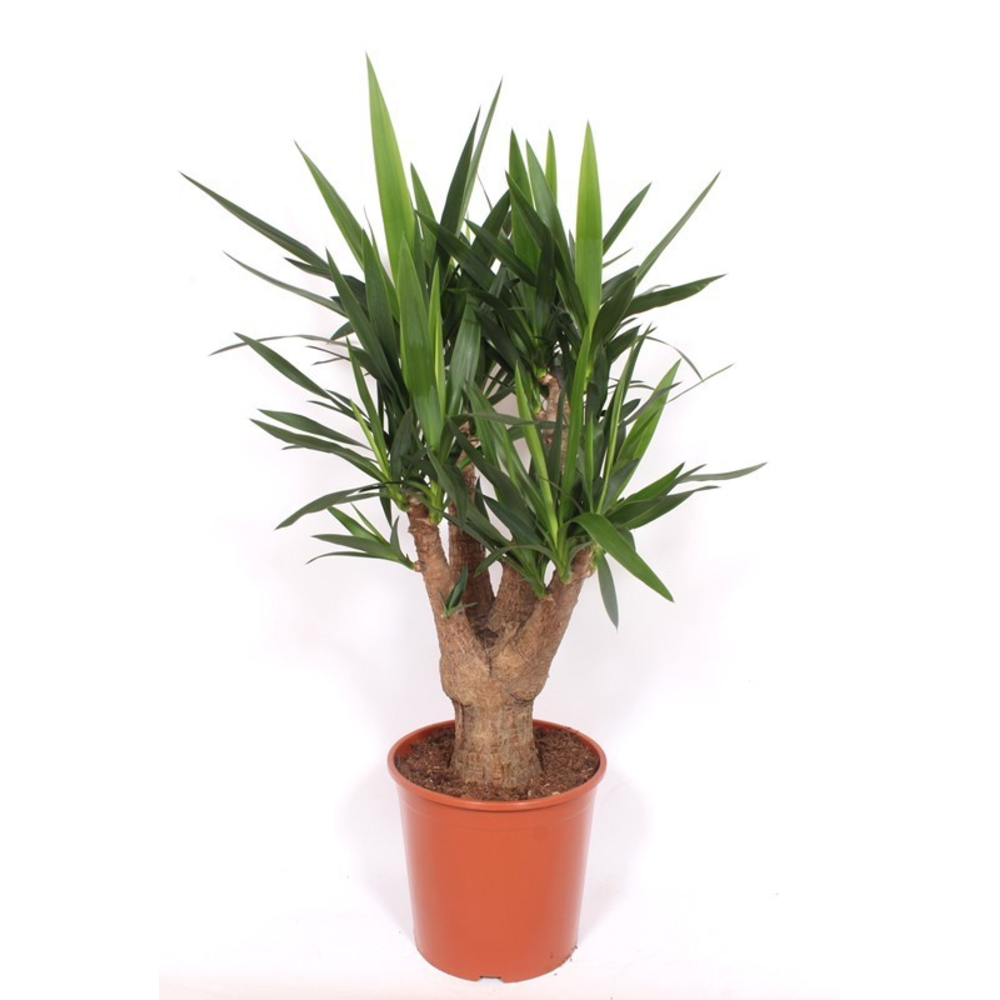 Yucca elephantipes 3+ armen.