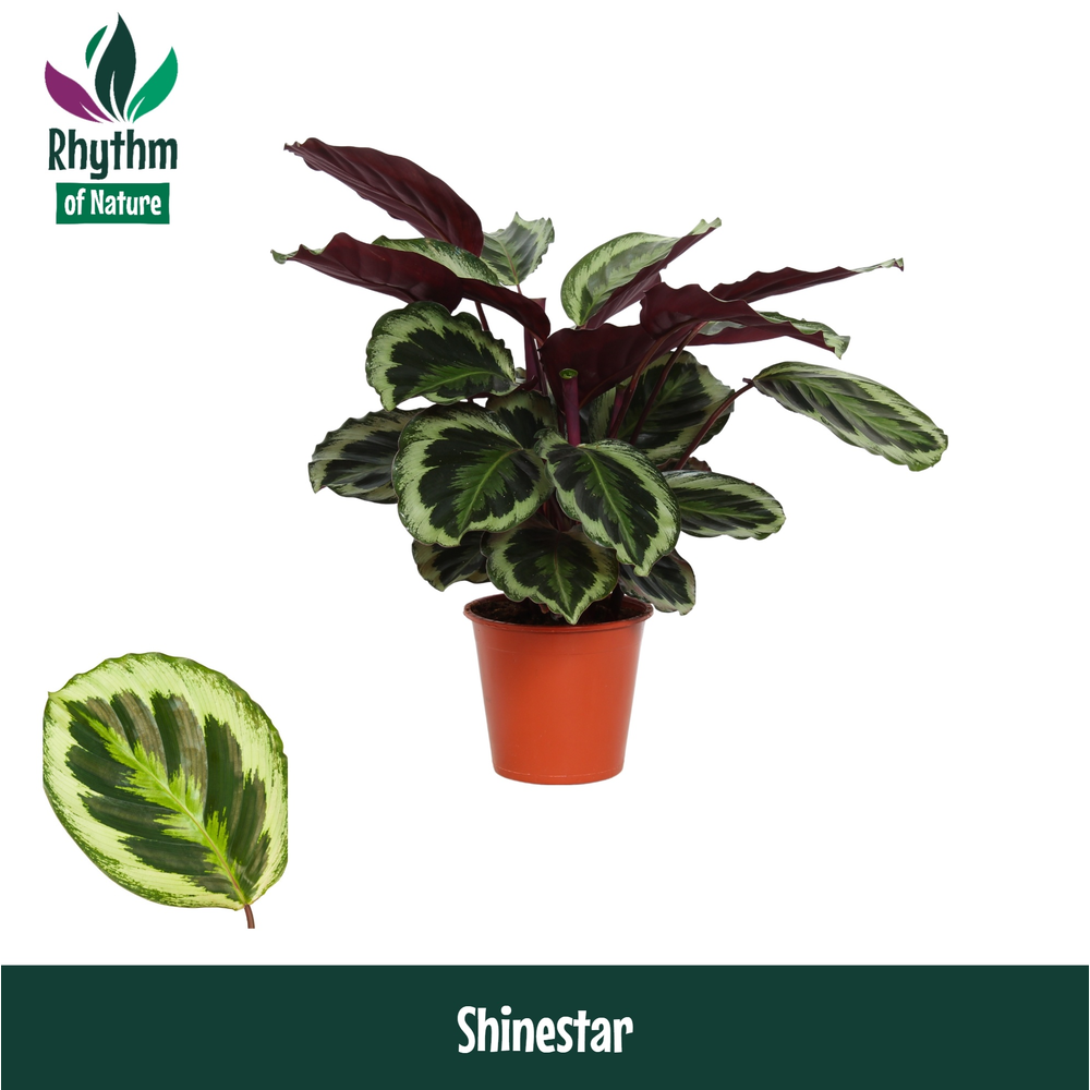 Calathea 19cm Shinestar - Rhythm of Nature.