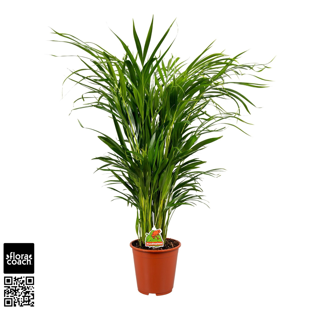 Dypsis Lutescens P17cm - H70cm (Areca).