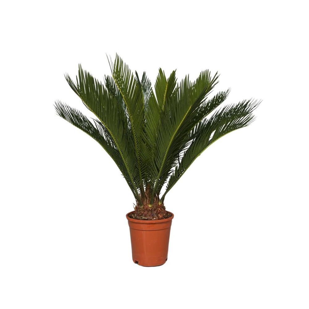 Cycas revoltua 12 + blad.