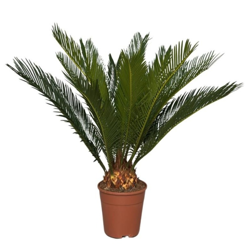 Cycas revoluta 10+ blad.