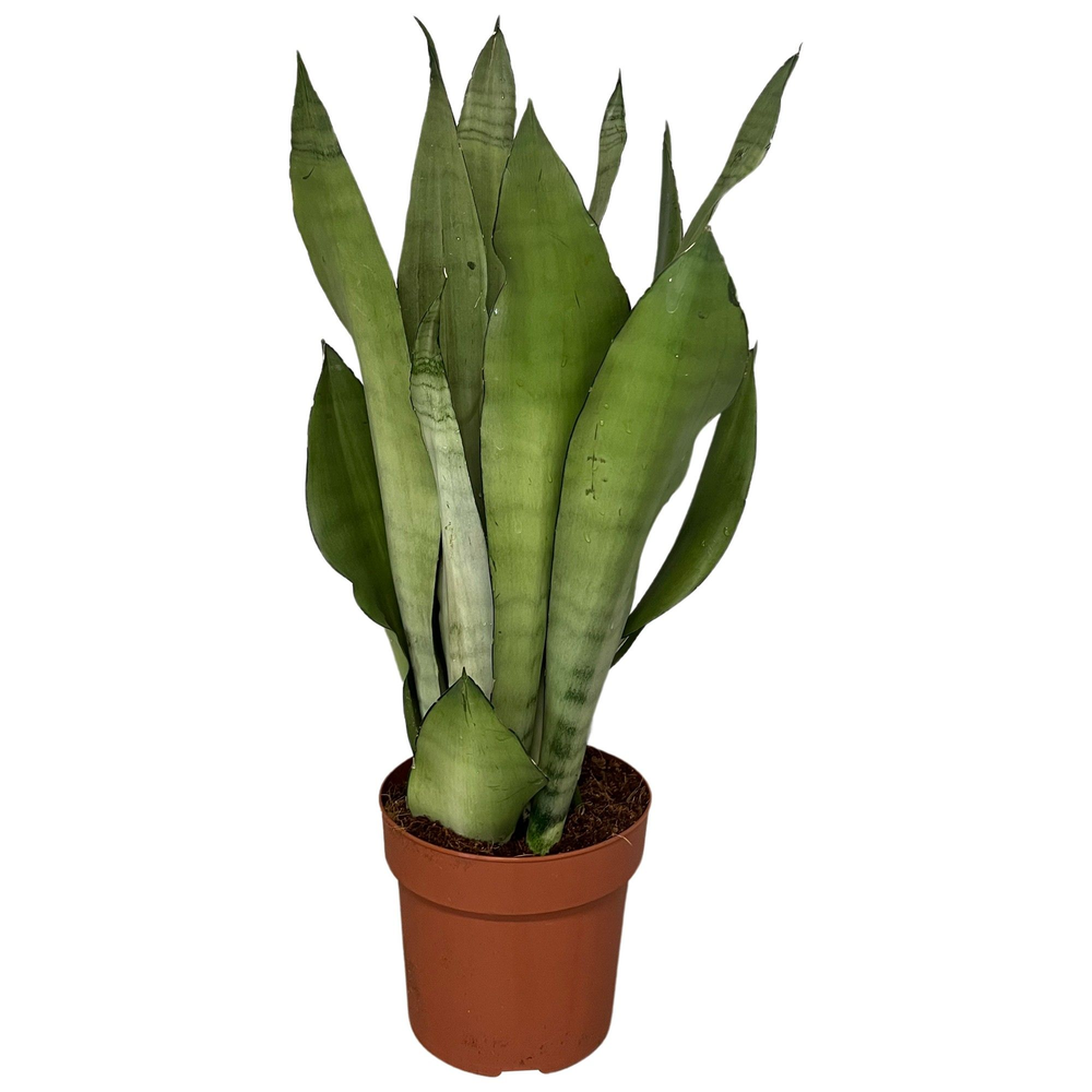 Sansevieria Moonshine zwaar.