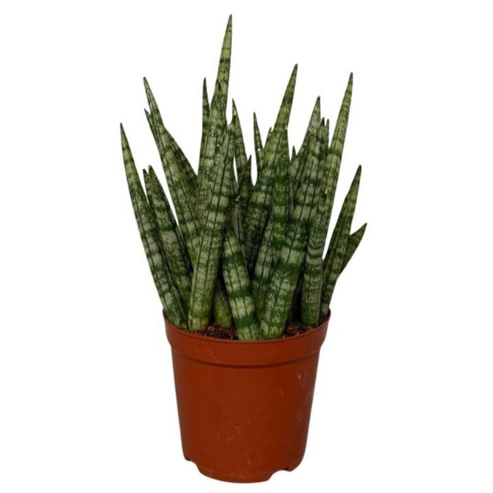 Sansevieira Cylindrica Boncel.