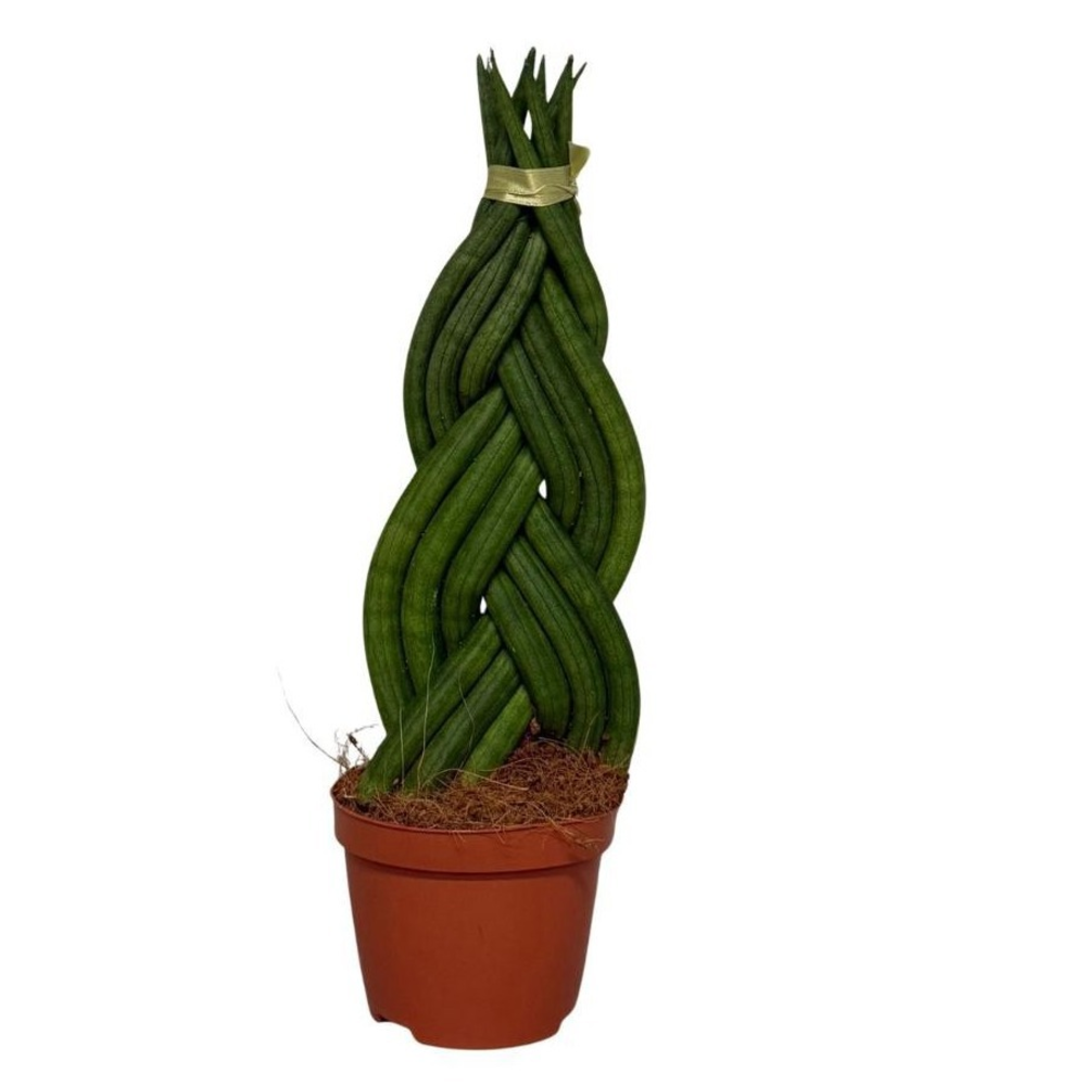Sansevieria Cylindrica Braid.