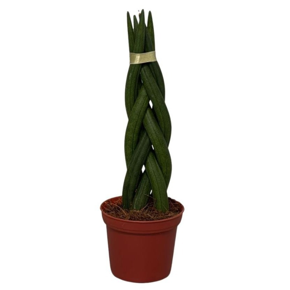 Sansevieira Cylindrica Braid.