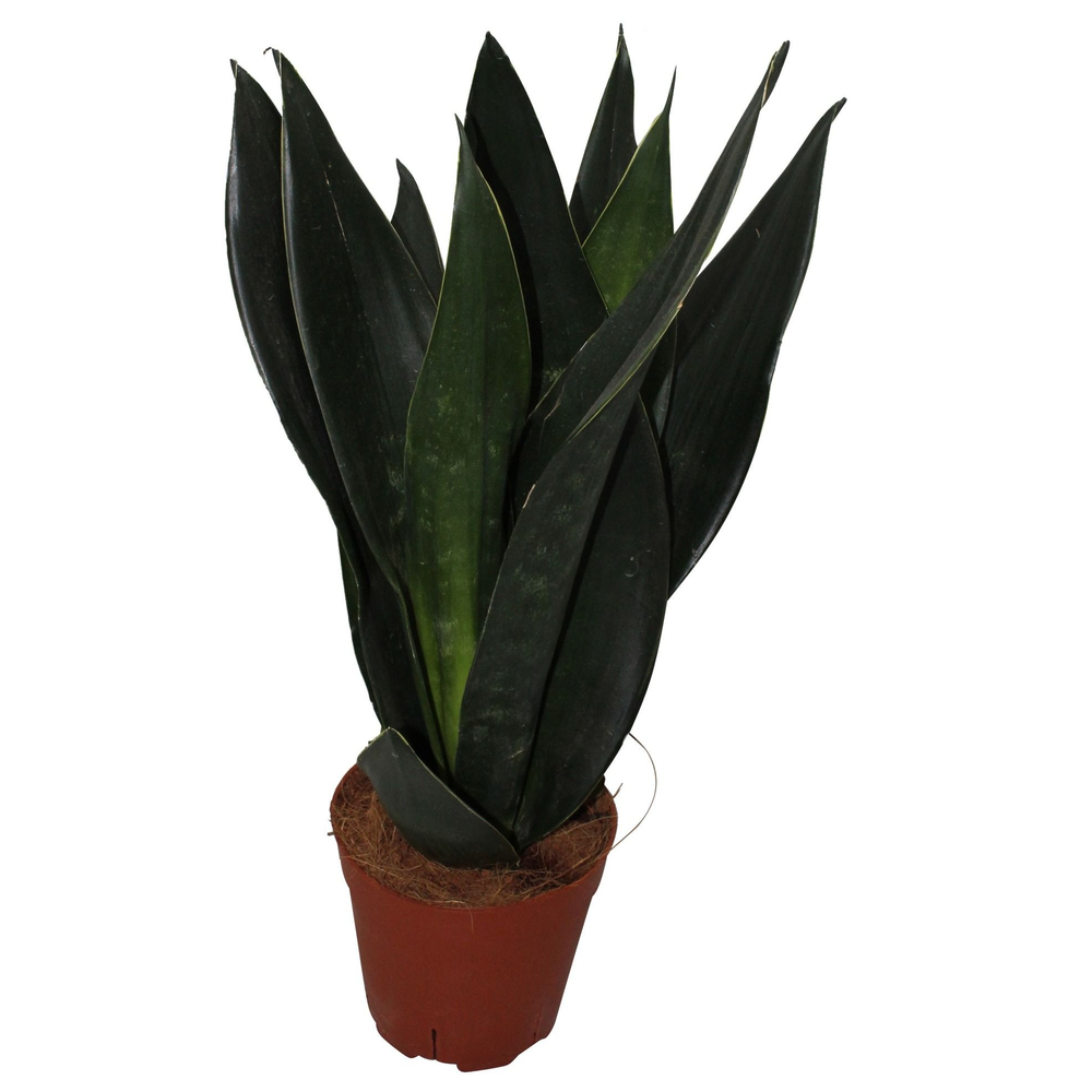 Sansevieria Black Diamond 3pp.
