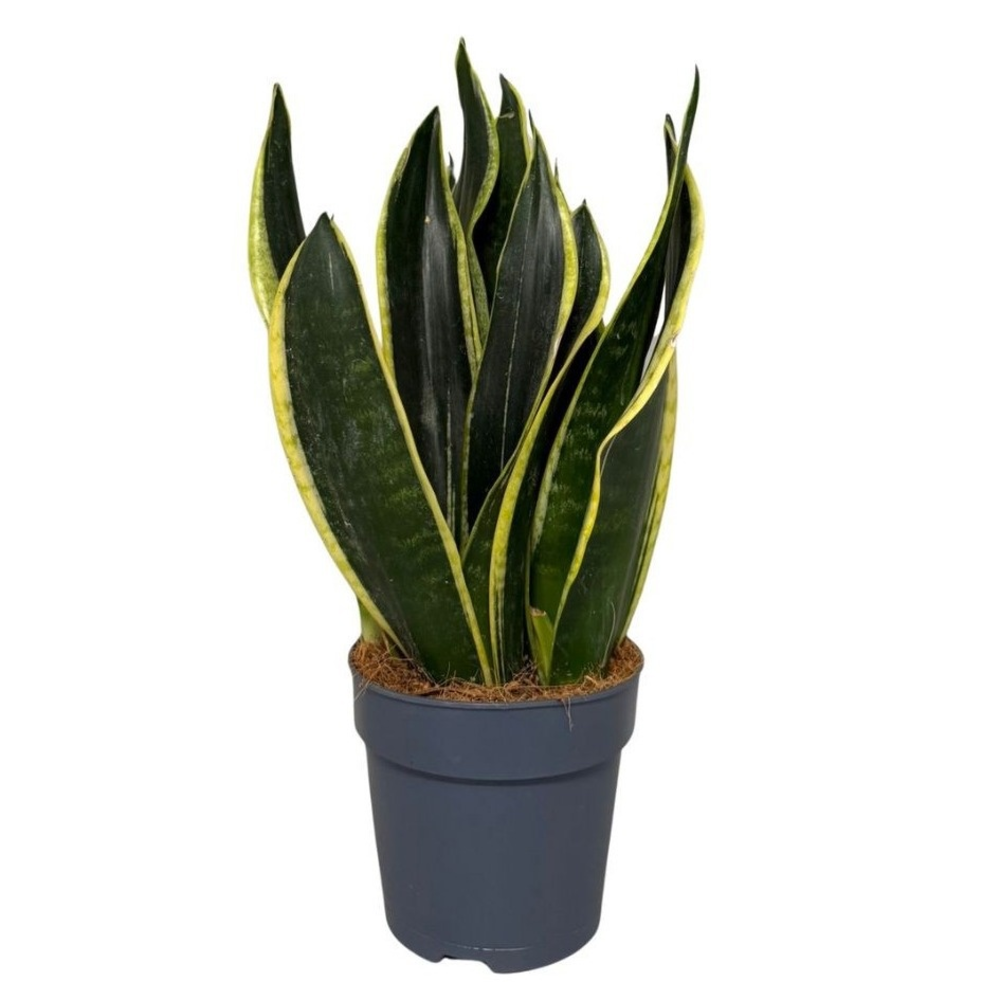 Sansevieria Black Gold 3pp.