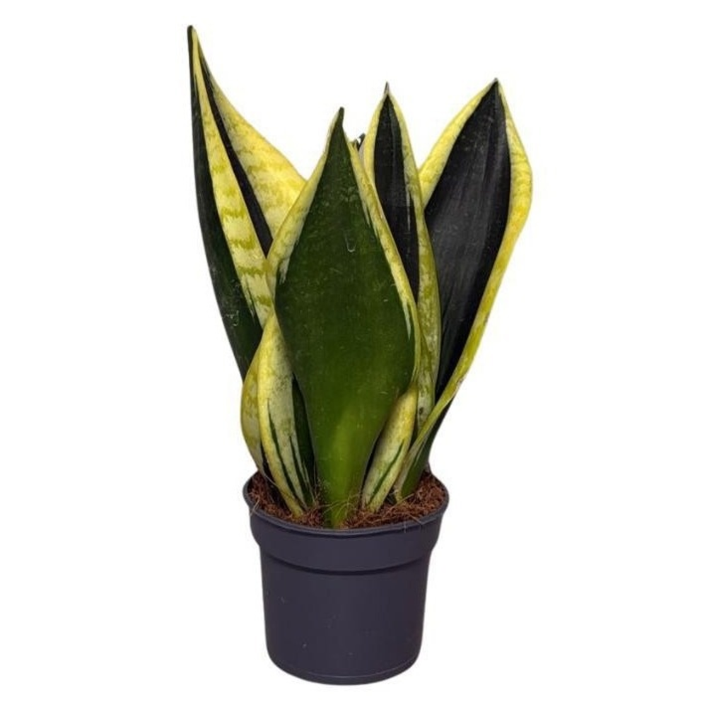 Sansevieira Black Gold 3pp.
