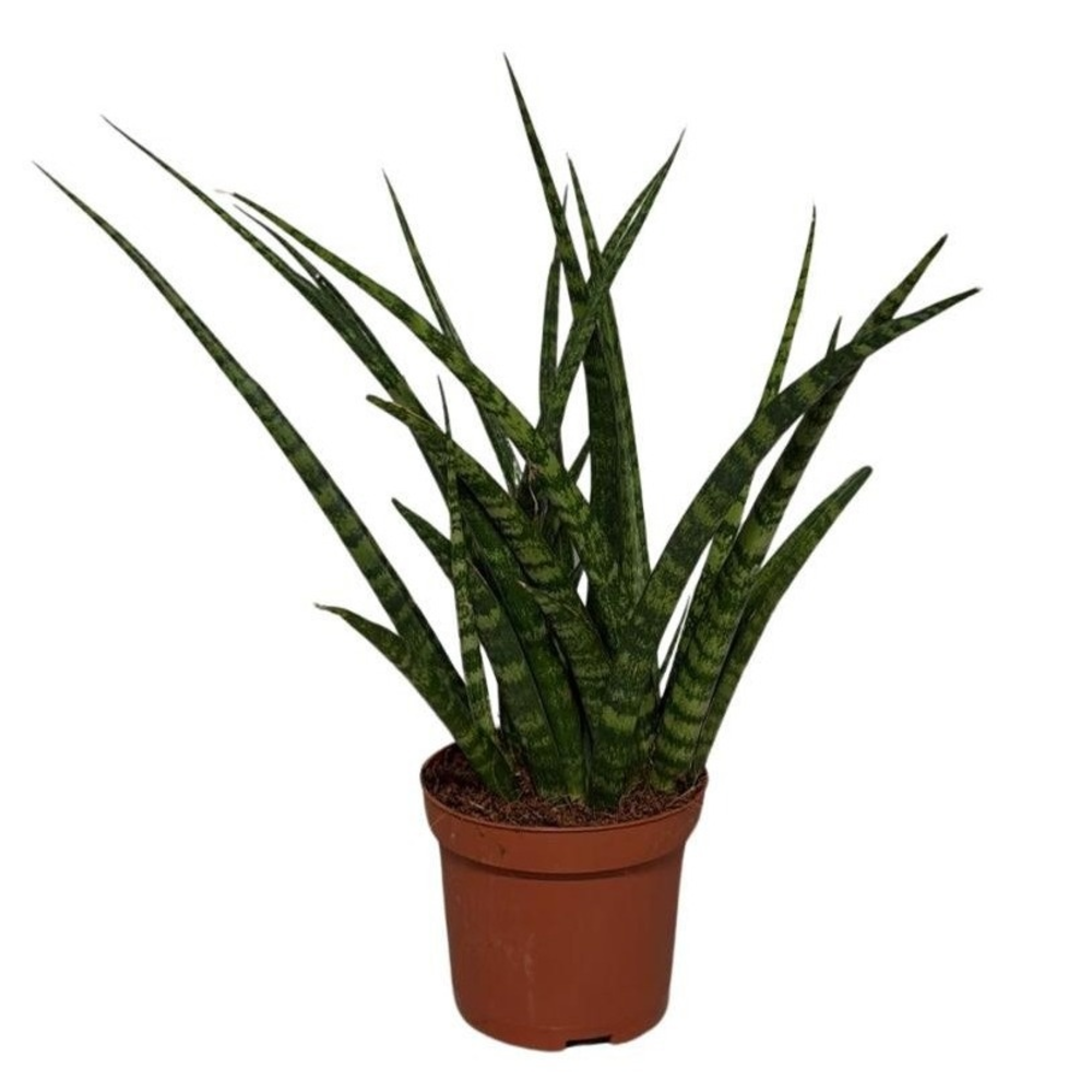 Sansevieria Cylindrica Fernwood.