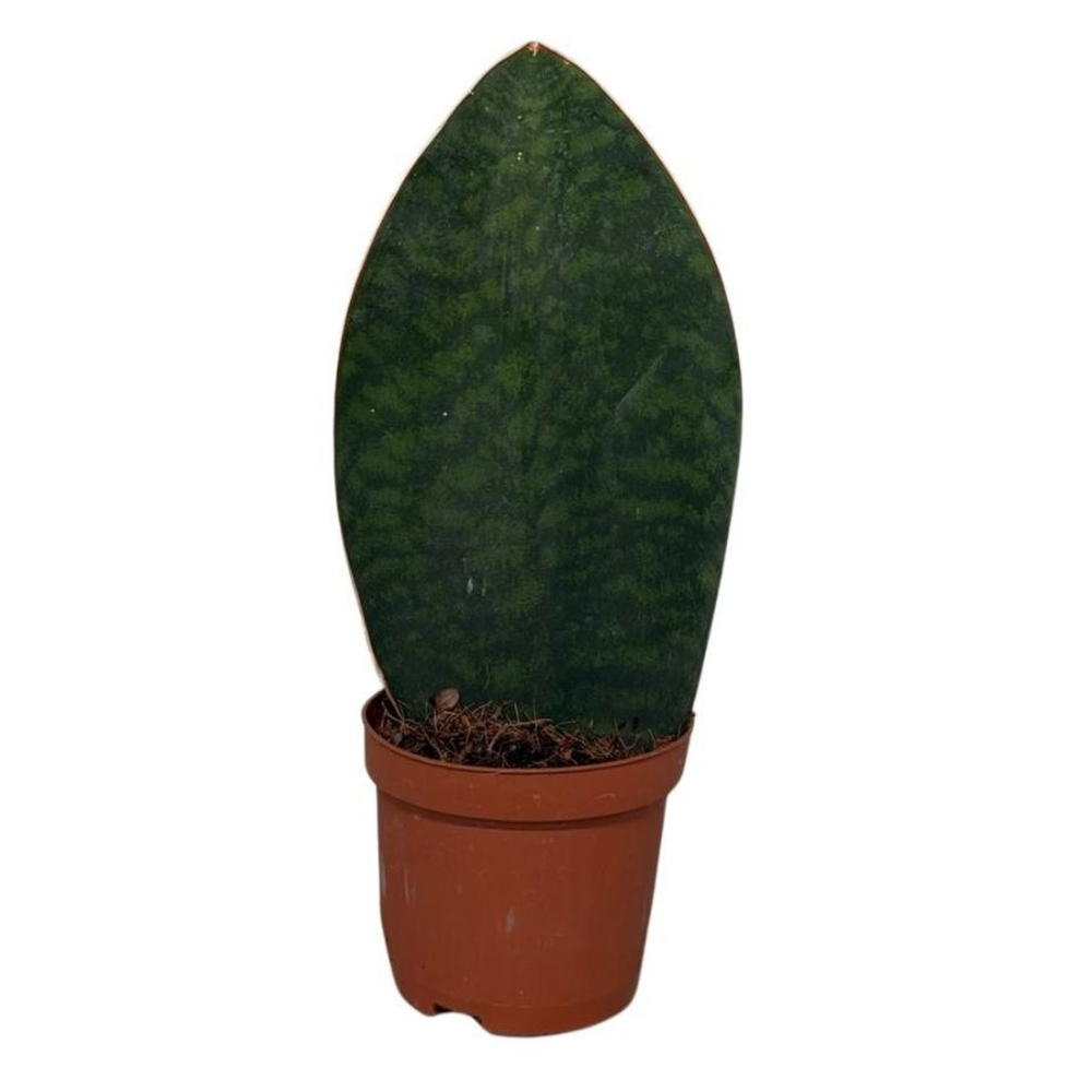 Sansevieria Cylindrica Congo.