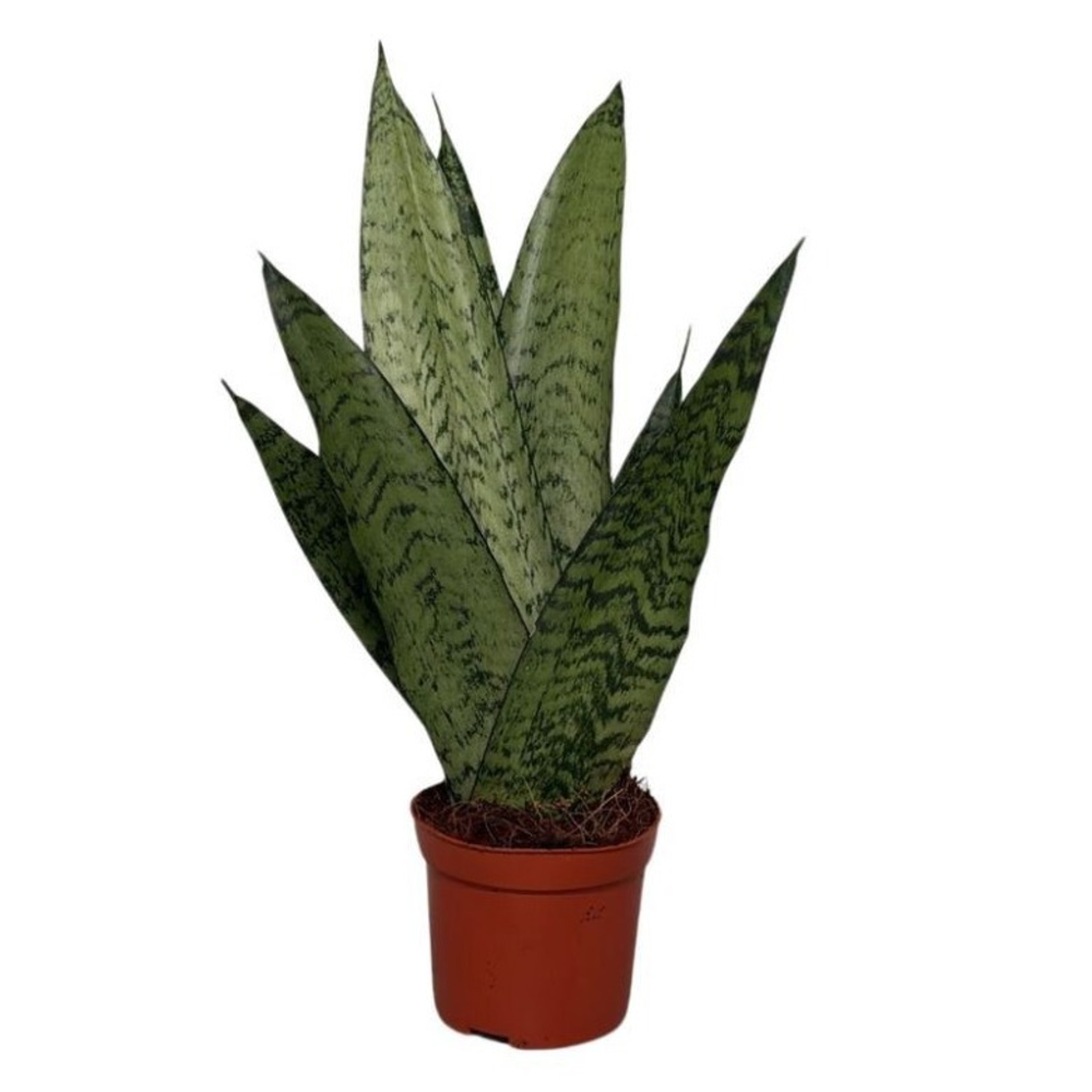 Sansevieria Zeylanica Fan.