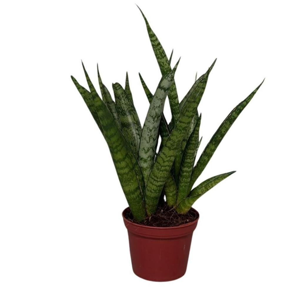 Sansevieria Kirkii.