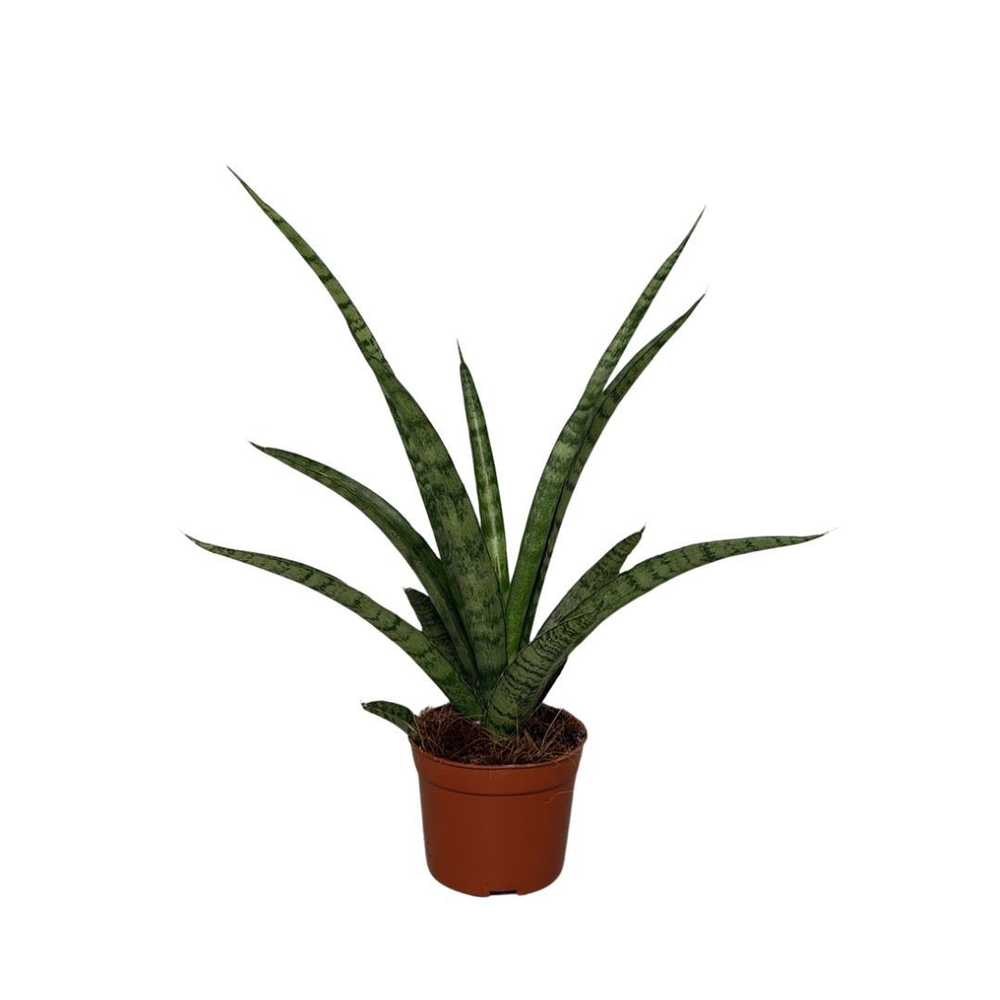 Sansevieira Cylindrica Punky.