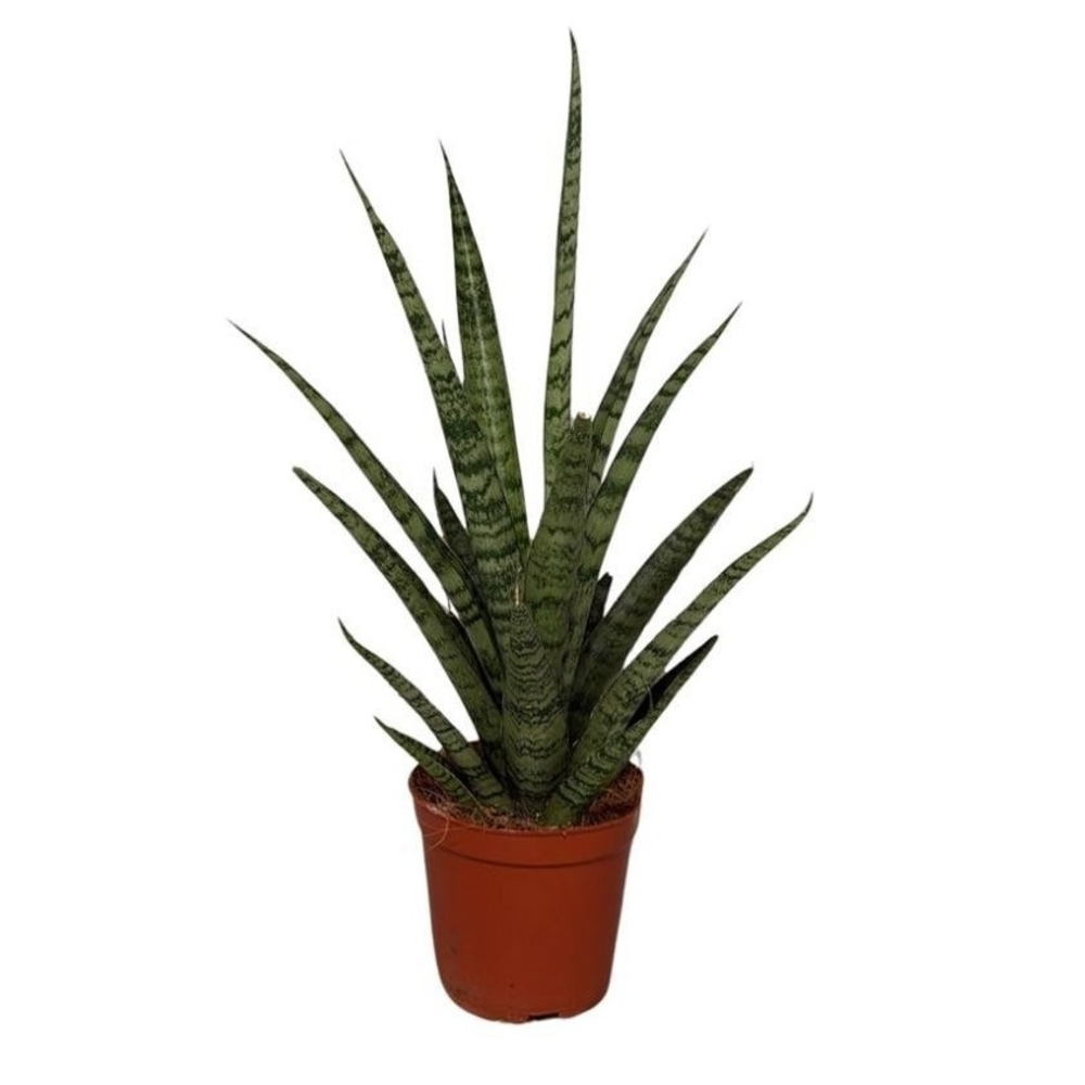 Sansevieria Punky.