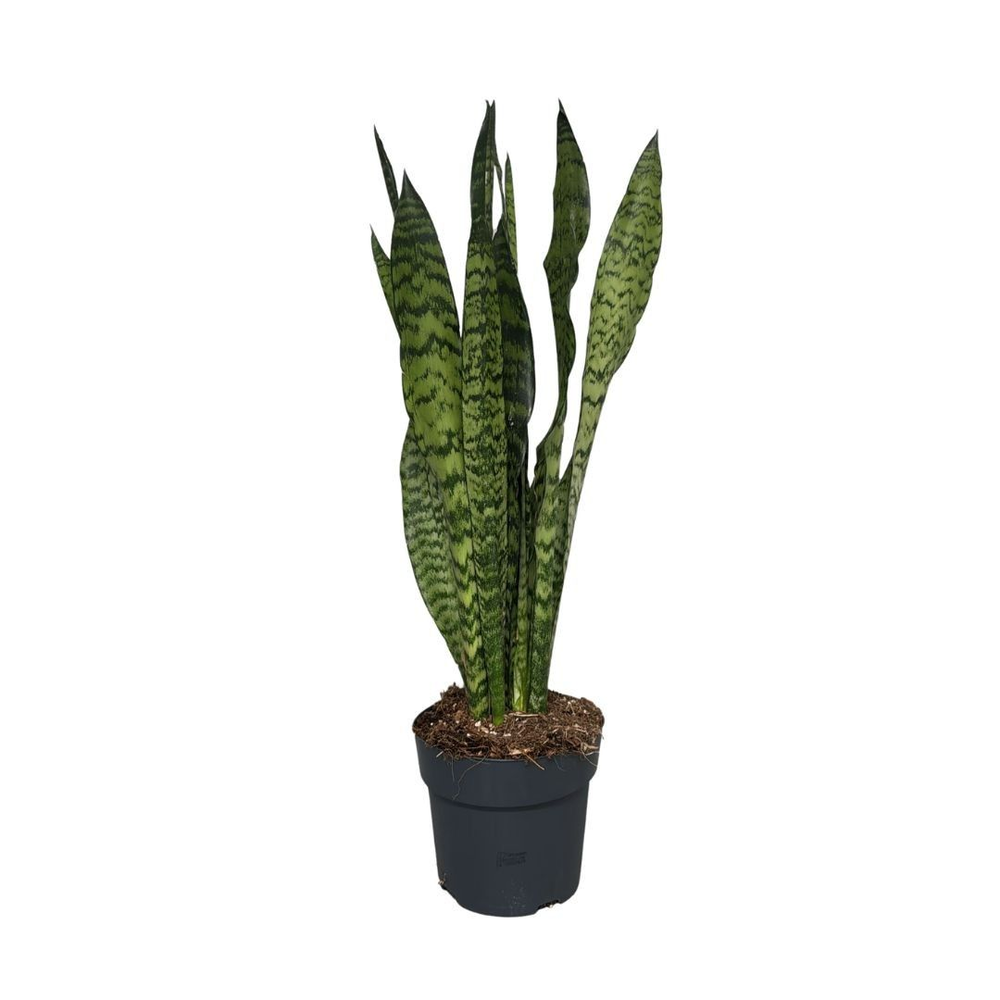 Sansevieria zeylanica.