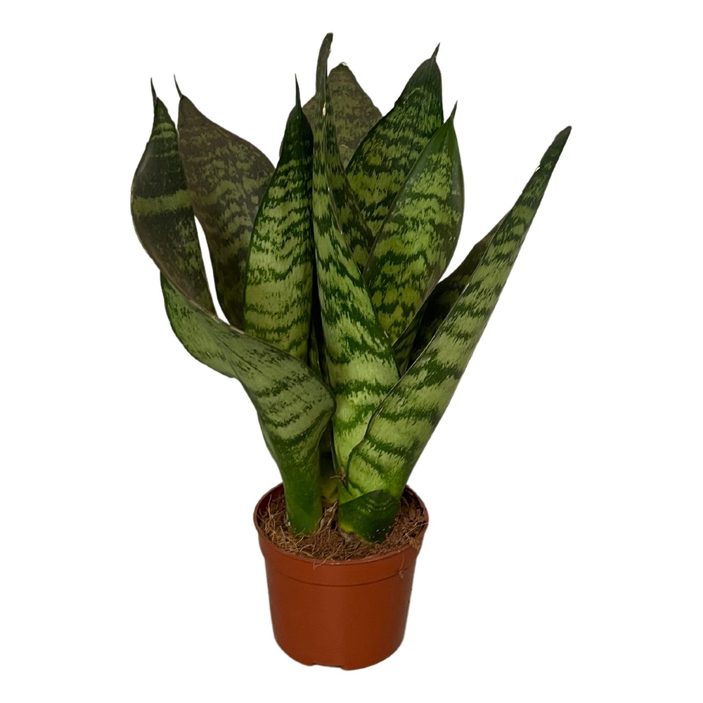 Sansevieria zeylanica 3pp.