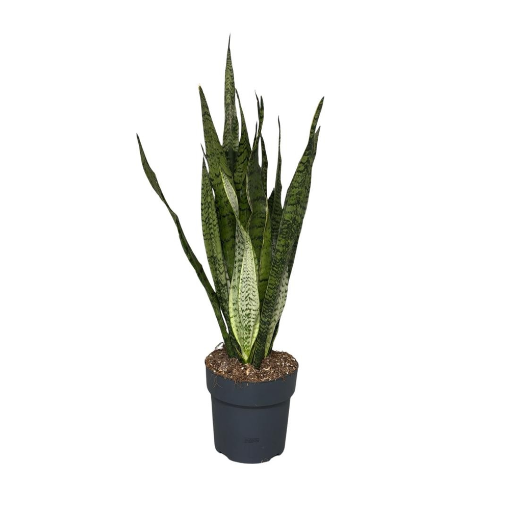 Sansevieria Zeylanica.