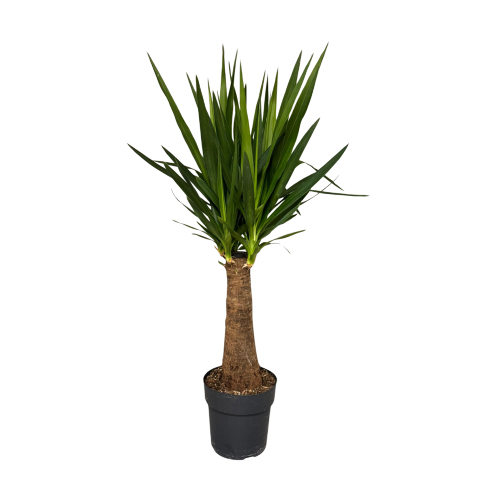 Yucca dikke stam.