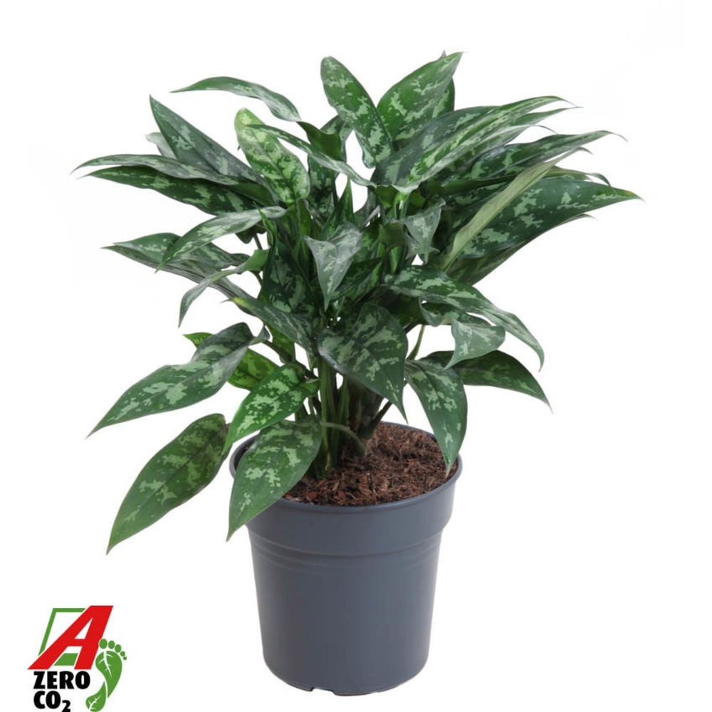 Aglaonema Maria.