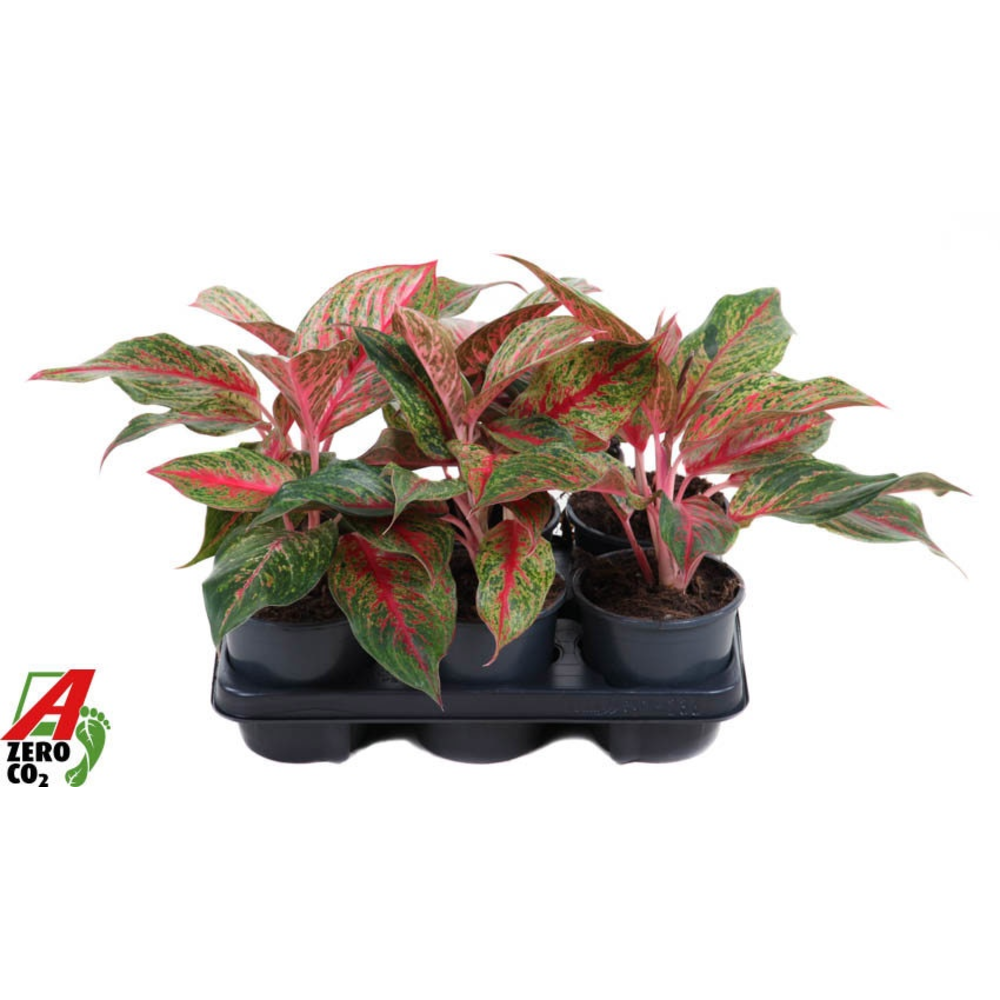 Aglaonema Lichee Red.