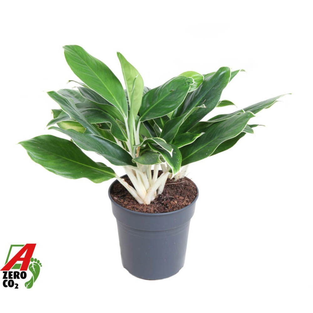 Aglaonema White Edge.
