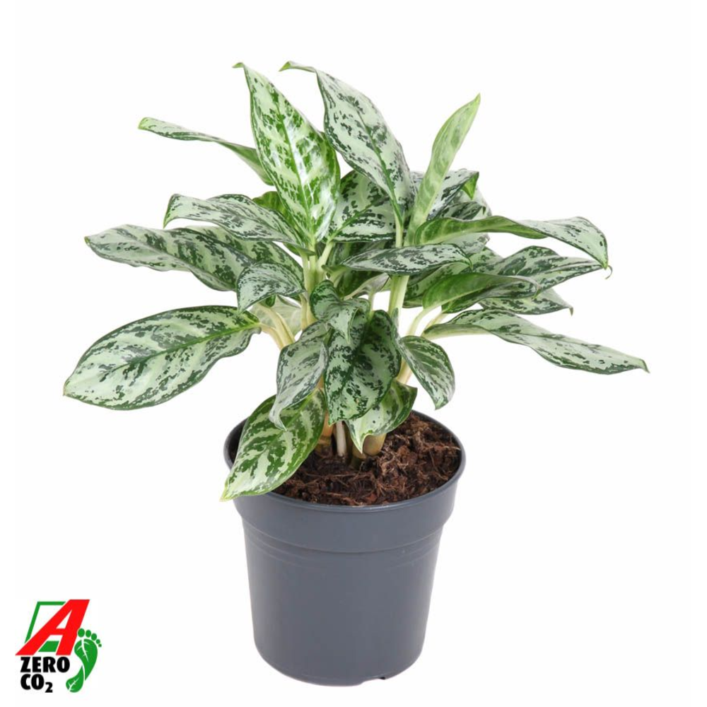 Aglaonema Patricia.