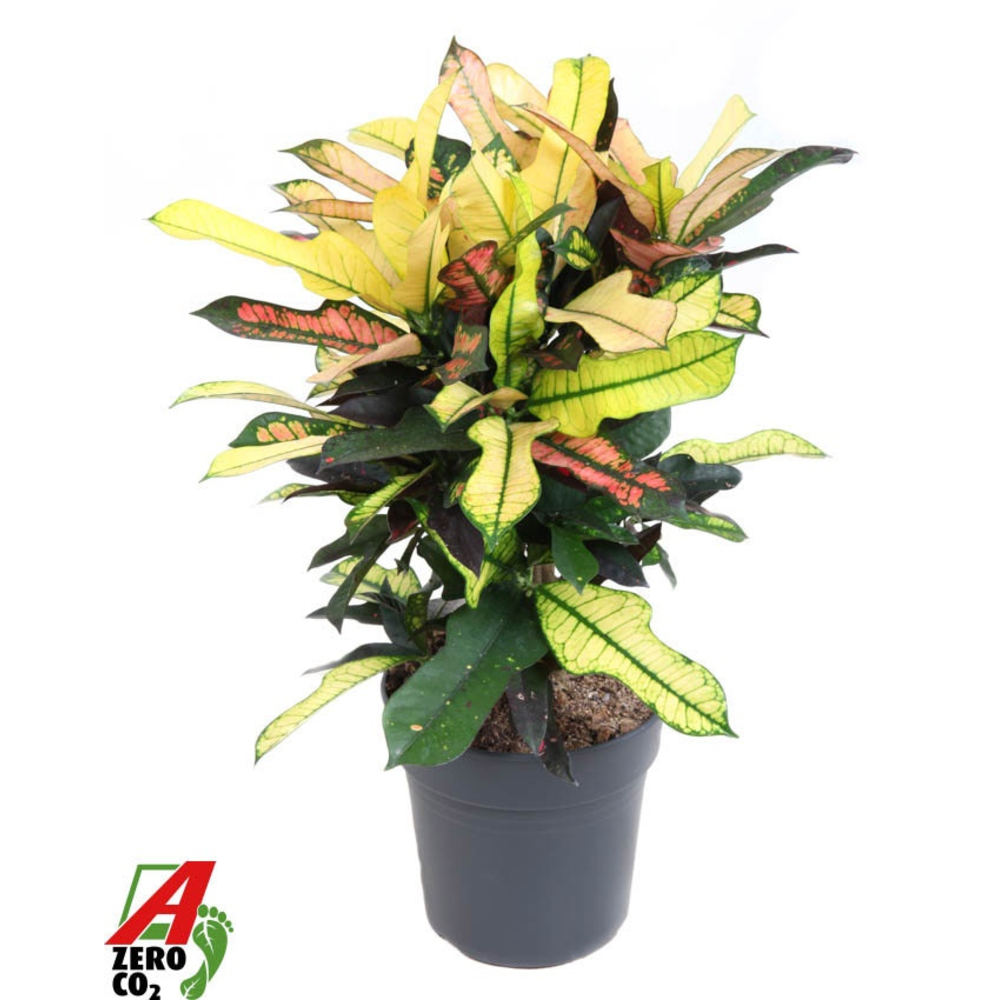 Codiaeum Wilma vertakt P21.