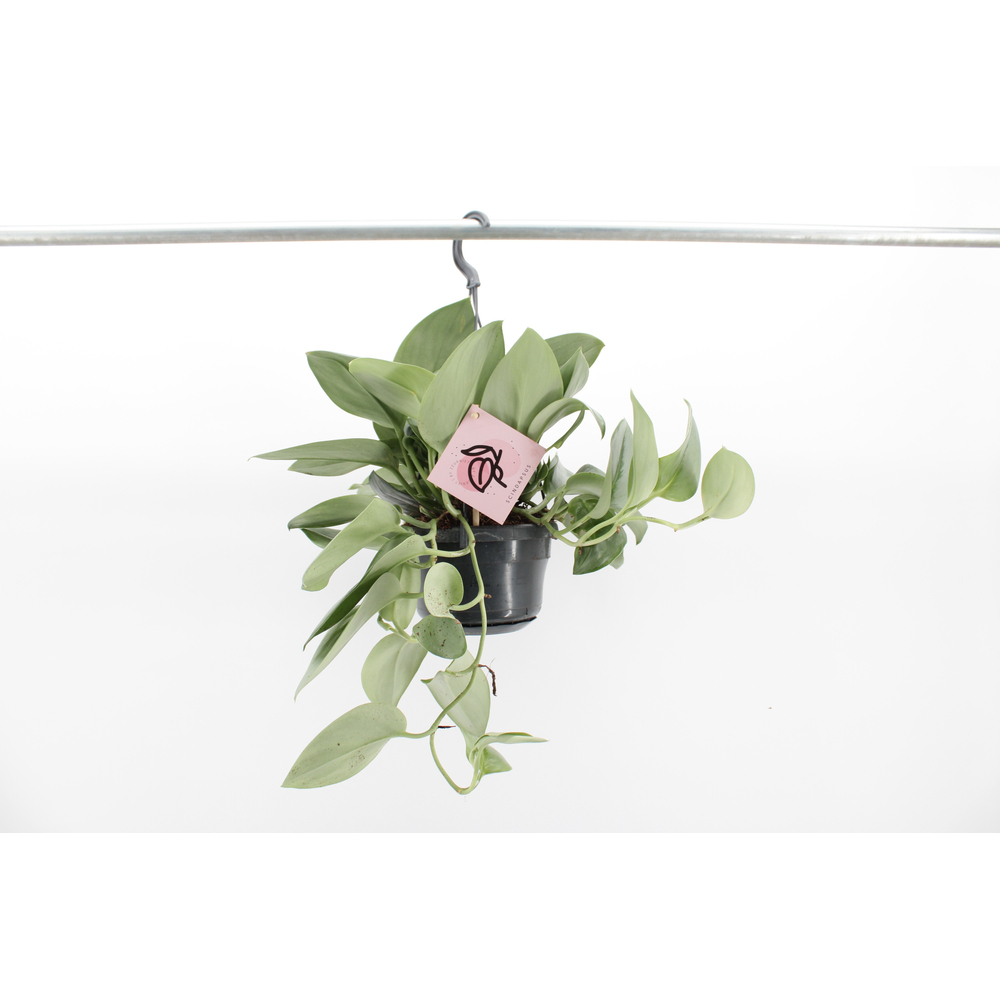 Scindapsus Treubii 'Moonlight'.