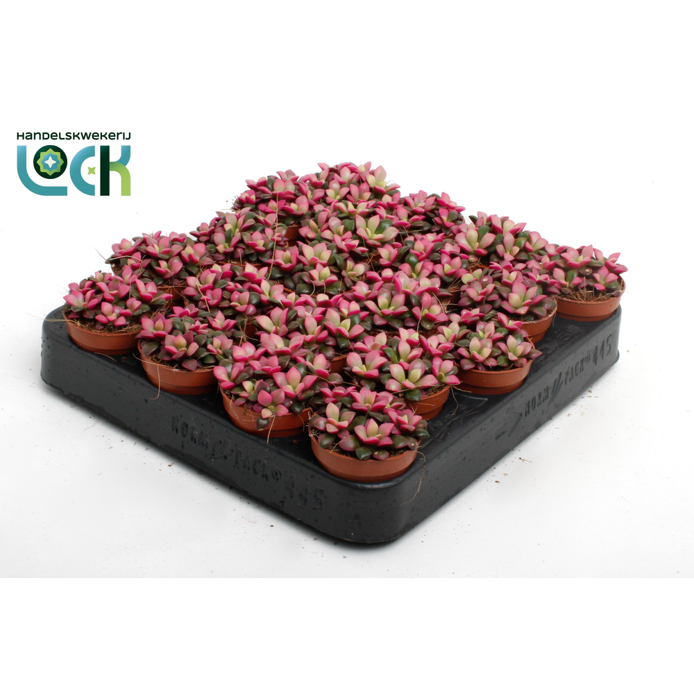 Annecampseros sunrise.