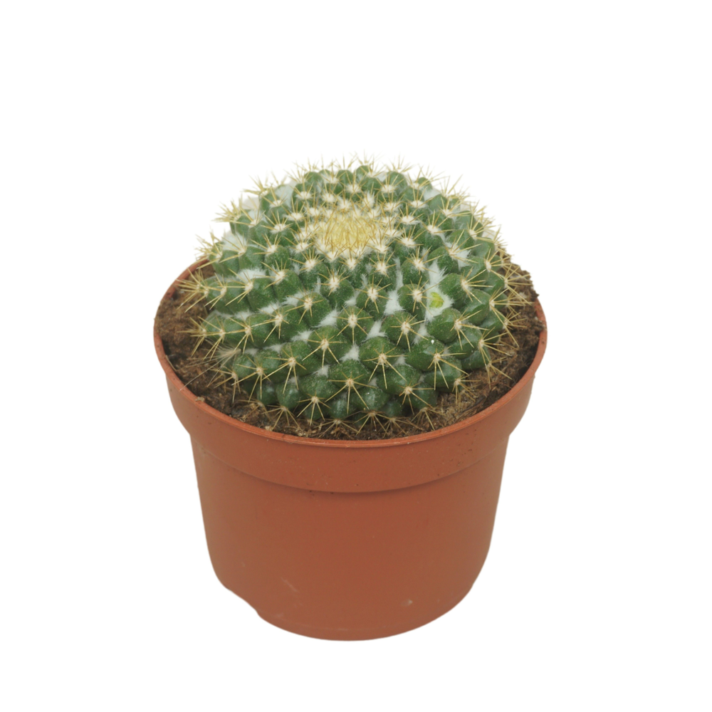 Mammillaria marksiana 10,5 cm.