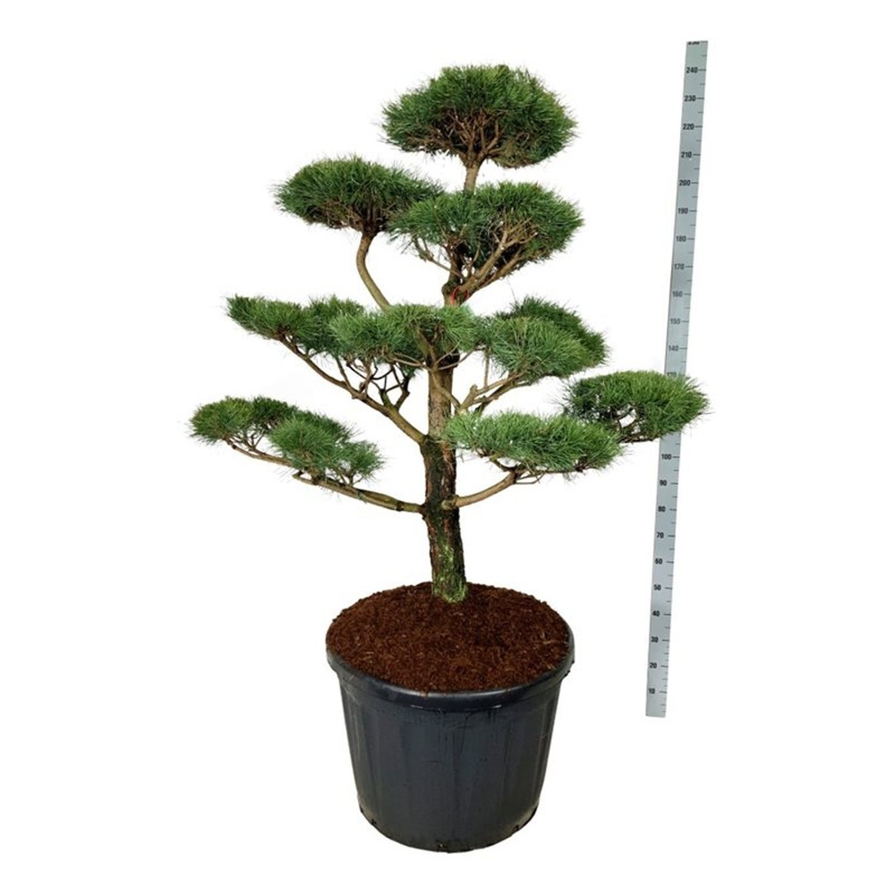 Pinus nigra nigra.