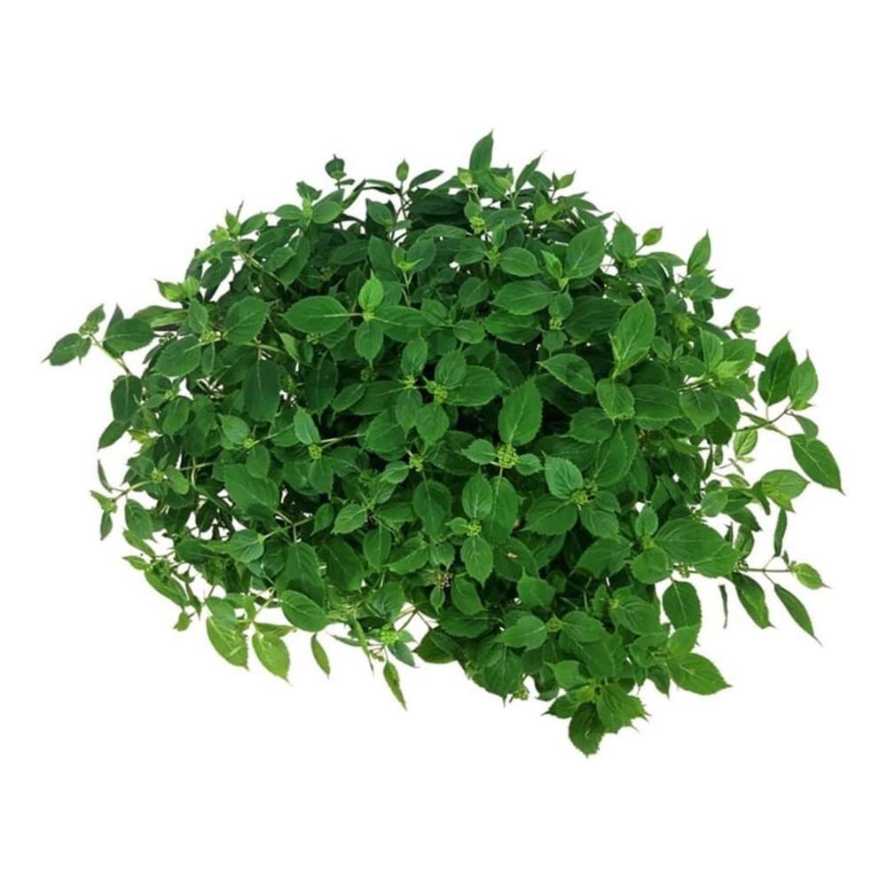 Hydrangea s. Magic Pillow.