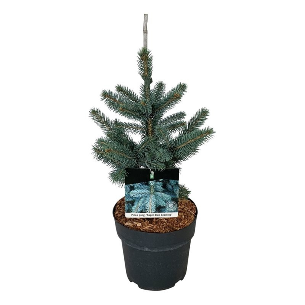 Picea pungens Super Blue Seedling.