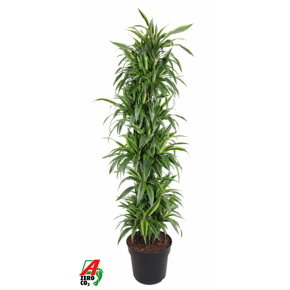 Dracaena Lemon Lime vertakt P40.
