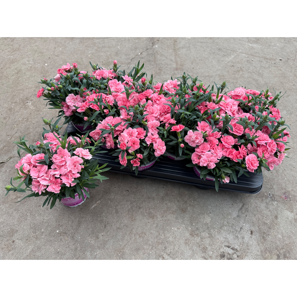 Dianthus Oscar Pink.