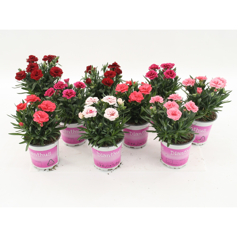 Dianthus Mixlaag.