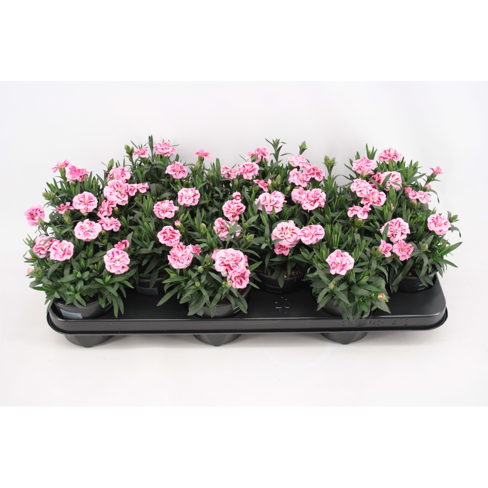 Dianthus Bicolour Pink And Purple.