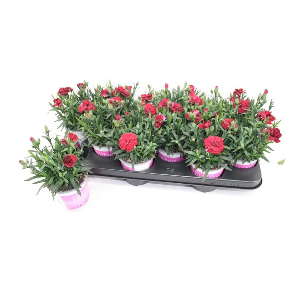 Dianthus Oscar Dark Red.