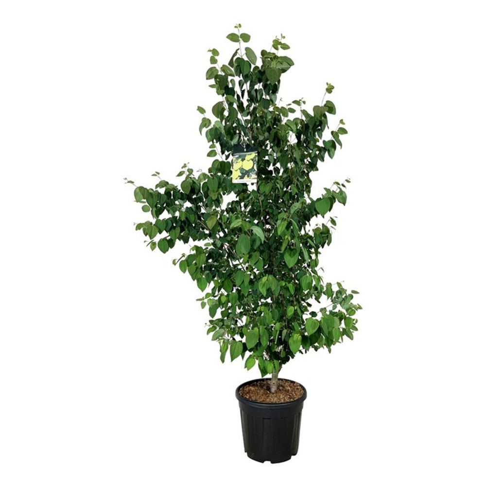 Cercidiphyllum japonicum.