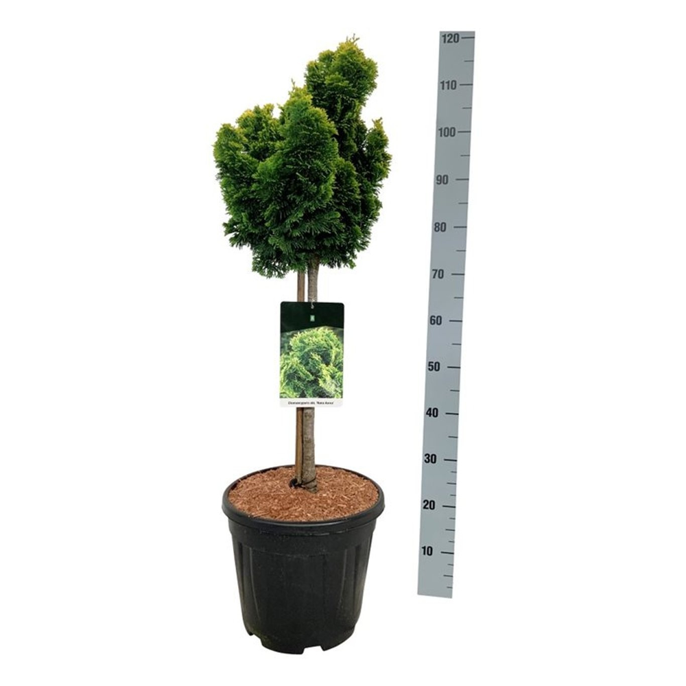 Chamaecyparis o. 'Nana Aurea'.