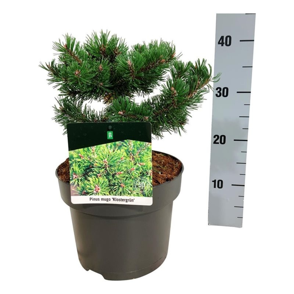 Pinus mugo 'Klostergrün'.