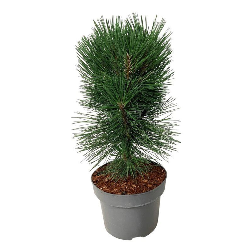 Pinus nigra 'Pyramidalis'.