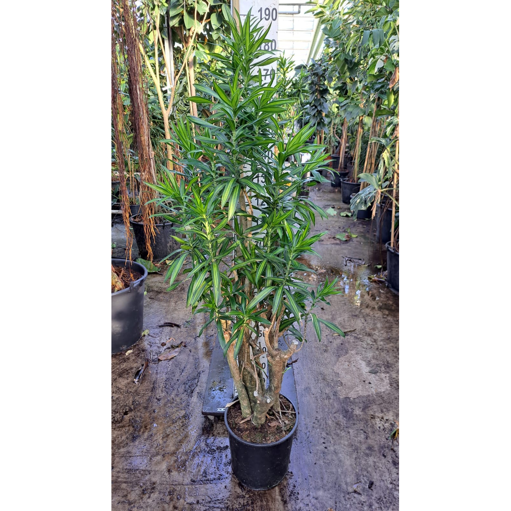 Dracaena Reflexa Song of jamaica 180.